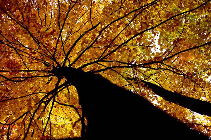 Fall-colors-Swan-Creek