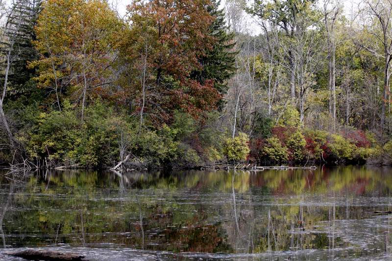 Fall-colors-red-and-brown