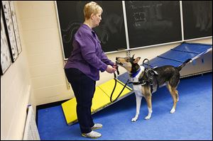 Jackson, a male Smooth Coated Collie, hands his leash to his handler Kathy Bowman.