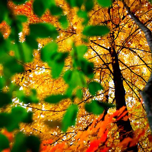 Swan-Creek-Metropark-in-Toledo-fall-color