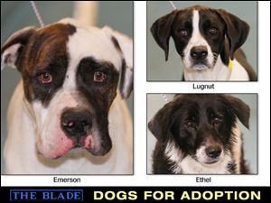 Dogs for Adoption: 11-5