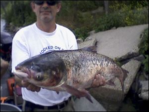 File photo provided by the Illinois Department of Natural resources: 20-pound Asian carp is held after being caught in Lake Calumet, about six miles downstream from Lake Michigan. 