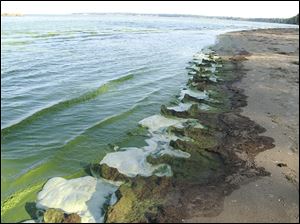 The shores of Lake Erie at East Harbor State Park are covered with the toxic algae which has infested the western basin in recent years. Experts say 2013 was the second worst year for it.