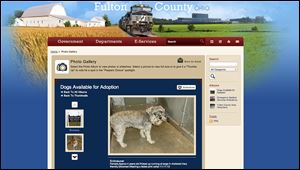 A screenshot shows the Fulton County Dog Warden's new online photo gallery of dogs up for adoption. The schnauzer already has been spoken for, and there's a waiting list. 