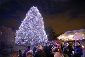 CTY tree16p  Thirty-five thousand lights on an 85-foot Norway Spruce are lit during a ceremony kicking off Lights Before Christmas at the Toledo Zoo, Friday, November 15, 2013.  Masterworks Chorale performed and visitors also met characters from the Ballet Theatre of Toledo's production of the Nutcracker.  The Blade/Andy Morrison
