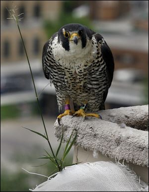 An adult peregrine falcon in Toledo.