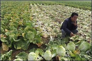 A farmer smokes amidst a cabbage field in Huaiyuan county in eastern China's Anhui province. 