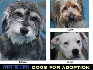 Lucas County Dogs for Adoption: 11-20