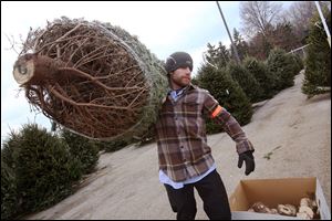 Jared Wisniewski, a supervisor on the Christmas tree lot at The Andersons in West Toledo, carries a newly trimmed and cut tree out for a customer. The store began the season with 1,190 Fraser fur trees for sale.