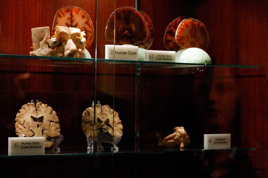 CTY-museum11p-eyes-and-brain