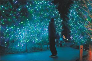A visitors stops to take in the colors near the polar bear exhibit during this year's Lights Before Christmas at the Toledo Zoo.