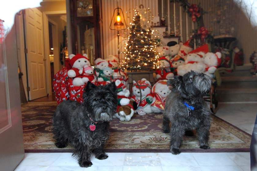 WEBSYLSCHULTZ12p-molly-and-mcguffey