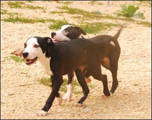 Jermaine leading the way in front, with Jeffrey leaning on him so he can follow his brother.