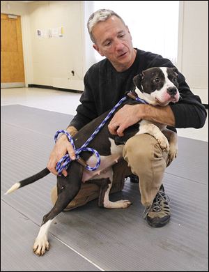 Tim Racer, co-founder of BADRAP in California, holds Michaela at Lucas County Canine Care & Control in Toledo.
