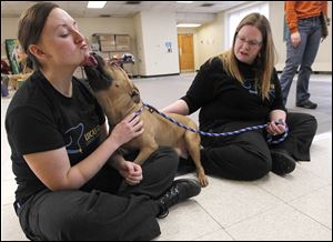 Laura Simmons, left, and Julie Lyle play with Butterball, a ‘pit bull’ evaluated by BADRAP of California, at the Lucas County Canine Care & Control in Toledo.