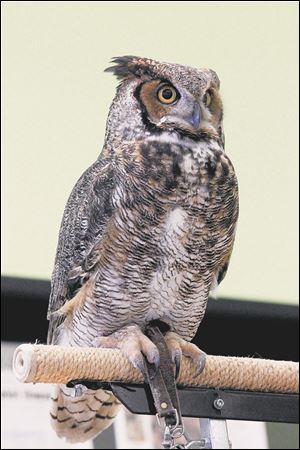 A Great Horned Owl in the Back to The Wild presentation at Rossford Public Library on May 9, 2012.