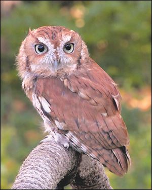 Eastern Screech Owl - Megascops asio.
