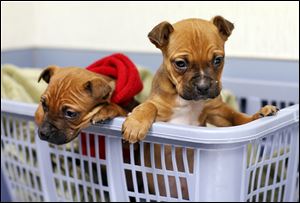 Two of three puppies found abandoned on Christmas night peer from  a basket at the West Toledo Animal Hospital.