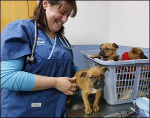 Dr. Brandy Day, a veterinarian at the West Toledo Animal Hospital, examines the three puppies.