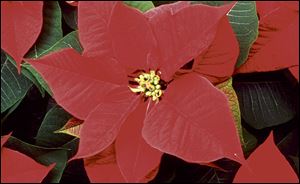 A 1996 study of more than 22,000 poinsettia exposures reported to poison control centers found that most people had no symptoms and there were no “major effects” such as life-threatening reactions.