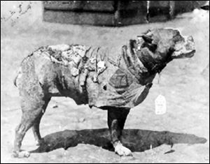 Sgt. Stubby, a bull terrier mix, went through World War I with the 102nd Infantry as the ‘official unofficial’ mascot. A ‘pit bull’-type dog, Sgt. Stubby wears a chamois coat on which were pinned his many medals. 