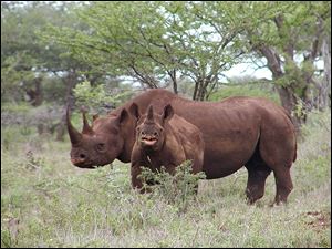 Hunt the black rhino to save the black rhino. That's the Dallas Safari Club's approach to a fundraiser for efforts to protect the endangered species. 
