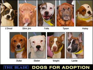 Lucas County Dogs for Adoption: 1-22