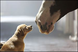 Cuteness, as in children and puppies, such as this one in Anheuser-Busch’s ‘Puppy Love,’ is a feature in many Super Bowl spots.