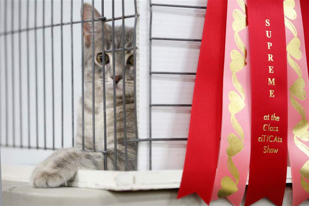 MAG-catshow-Cat-in-her-cage