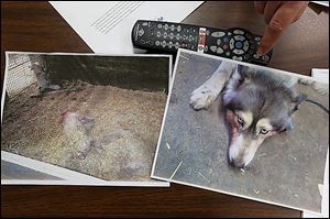 Evidence photos on a table at the Sylvania Township home of Janni Juhasz show one of the two dogs set to die in a stall with the slain pigs in Bedford Township, at left,  and blood on the muzzle of Nala, a husky that’s owned by Mrs. Juhasz’s daughter, Katalin Juhasz. 
