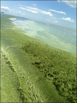 Algae in Lake Erie shown in the wake of a boat on Maumee Bay in August, 2013.
