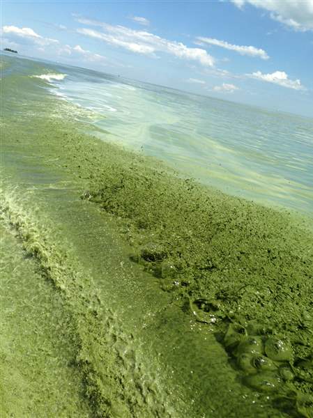 algae-jpg