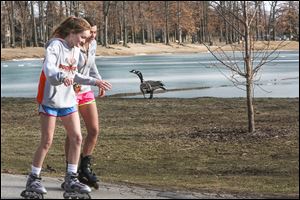 Jaquelyn Adamson, 16, left, and Meghan Mitchell, 16, both of Sylvania, rollerblade past Canada geese at Olander Park in Sylvania. Visitors to the park have complained about goose feces at the park.