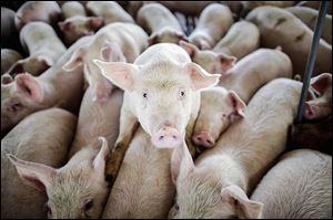 The U.S. Department of Agriculture says Porcine Epidemic Diarrhea virus may have killed 5 percent of the nation’s baby pigs.