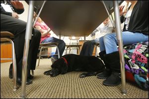 Kramer takes a nap under a table during a speech and language session.