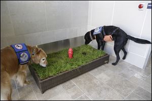 Service dogs Jello, right, and Cricket sniff around the new Service Animal Relief Area that Delta Air Lines, working in cooperation with Detroit Metropolitan Airport, unveiled today at the McNamara Terminal.