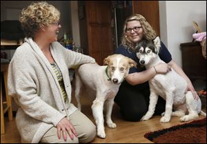 Janni Juhasz, left, holds Bugger, a Husky mix, and her daughter Katalin Juhasz holds Nala, a Husky, in their Toledo home. The dogs, which were accused of killing two show-quality pigs in Bedford Township last year, were released Thursday.