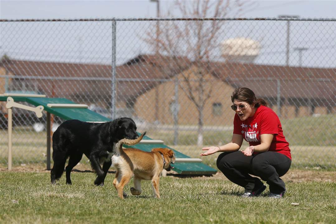 Dog-park-play-time