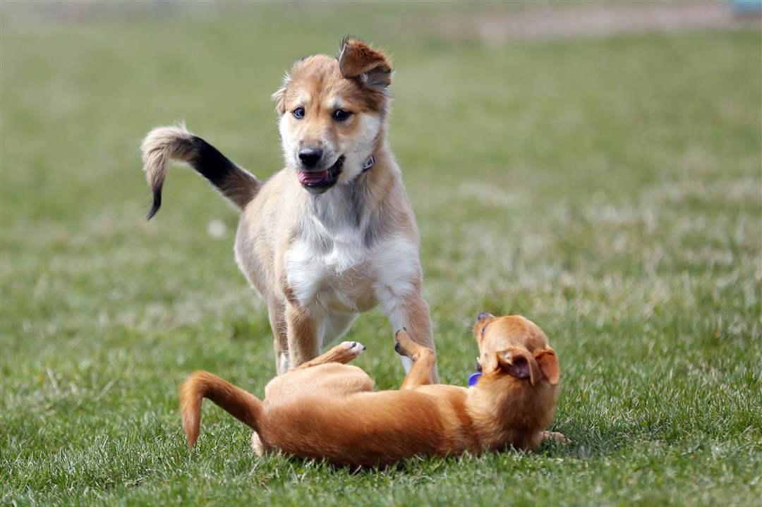 Dog-park-happy