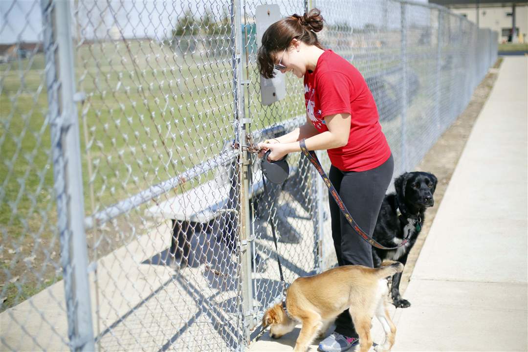 Dog-Park-Tiffany-Wagoner-and-rescue-dogs