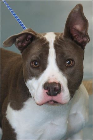  Dutch, a male three-year-old Pit Bull mix, is up for adoption at Lucas County Canine Care and Control. His pound number is 3896. 