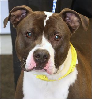 Chet, a male one-year-old Pit Bull mix, is up for adoption at Lucas County Canine Care and Control. His pound number is 5978