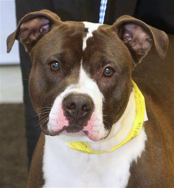 dogs05pChet-a-male-one-year-old-Pit-Bull-mix-is-up-for-adopt