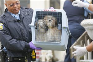 Toledo police Officer Duane Smith carries two of the Shih Tzus out of 1802 Perth St. The living conditions were deemed unsanitary.