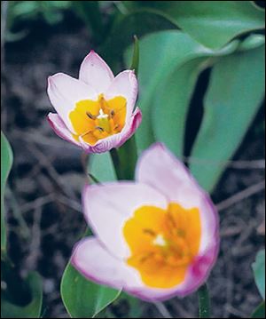 Species tulips in bloom.