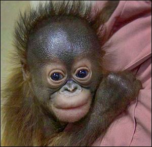 Zoo officials will try to find a new home and surrogate mother for Kecil, who was born Jan. 11, after his mother rejected him.