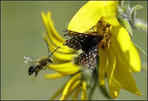A  Taylor’s checkerspot butterfly rests on a Puget balsamroot flower while a bee flies nearby.