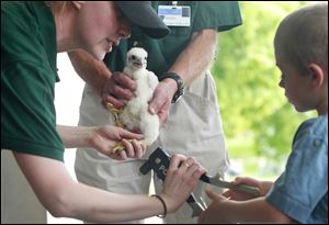 Jennifer Norris of the Ohio Division of Wildlife, left, shows Matthew Babula, 5, how to band Dr. Jane, a newborn peregrine falcon, as Bill Roshak holds the chick on the campus of the University of Toledo.