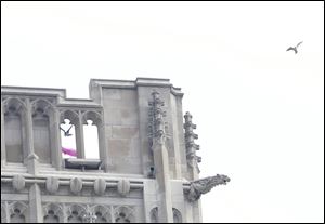 Belle and Allan, resident peregrine falcons atop University Hall Tower at the University Toledo, circle the tower as officials from the Division of Wildlife, pink umbrella, capture their two newborn falcons to be banded.