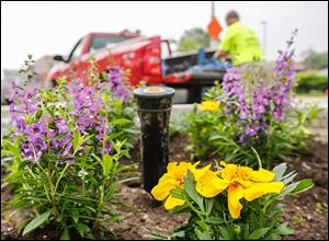 A Bishop Landscape Inc. of Toledo worker plants flowers  along Monroe Street  between 12th and 13th streets.